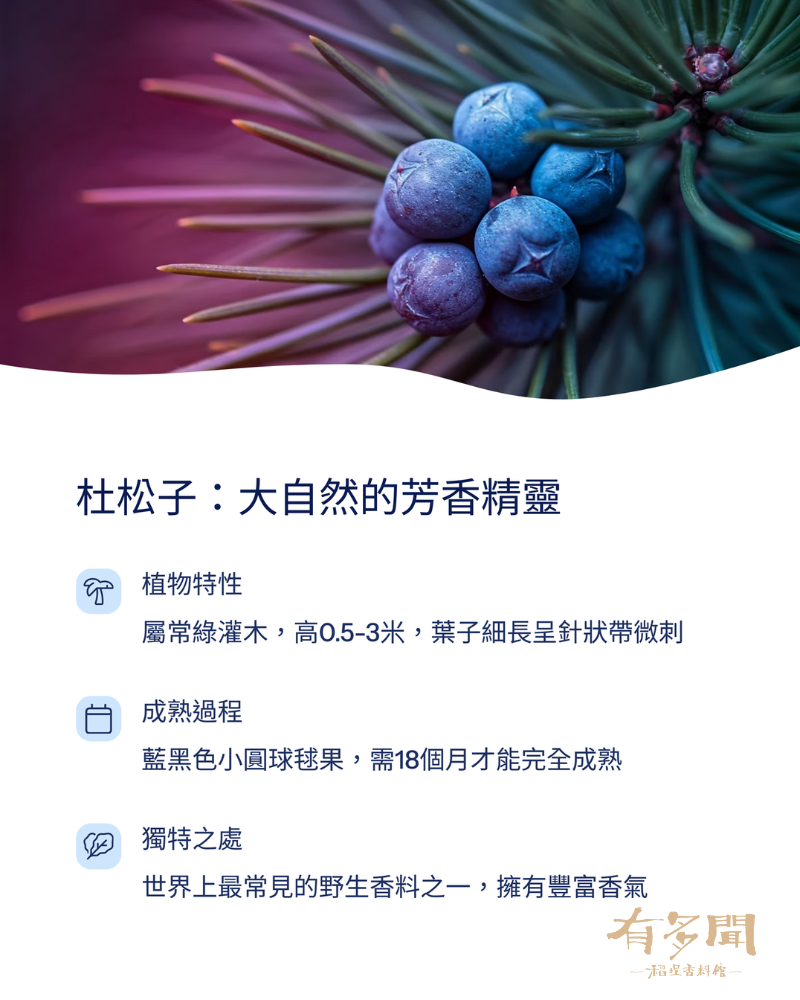 杜松子 Juniper Berries - 益昌實業 / 益良食品 / 有多聞